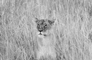 Lioness in the grass